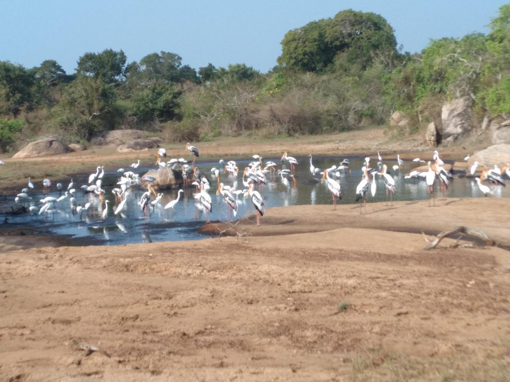 Happy Beach Safari Retreat Hambantota Dış mekan fotoğraf